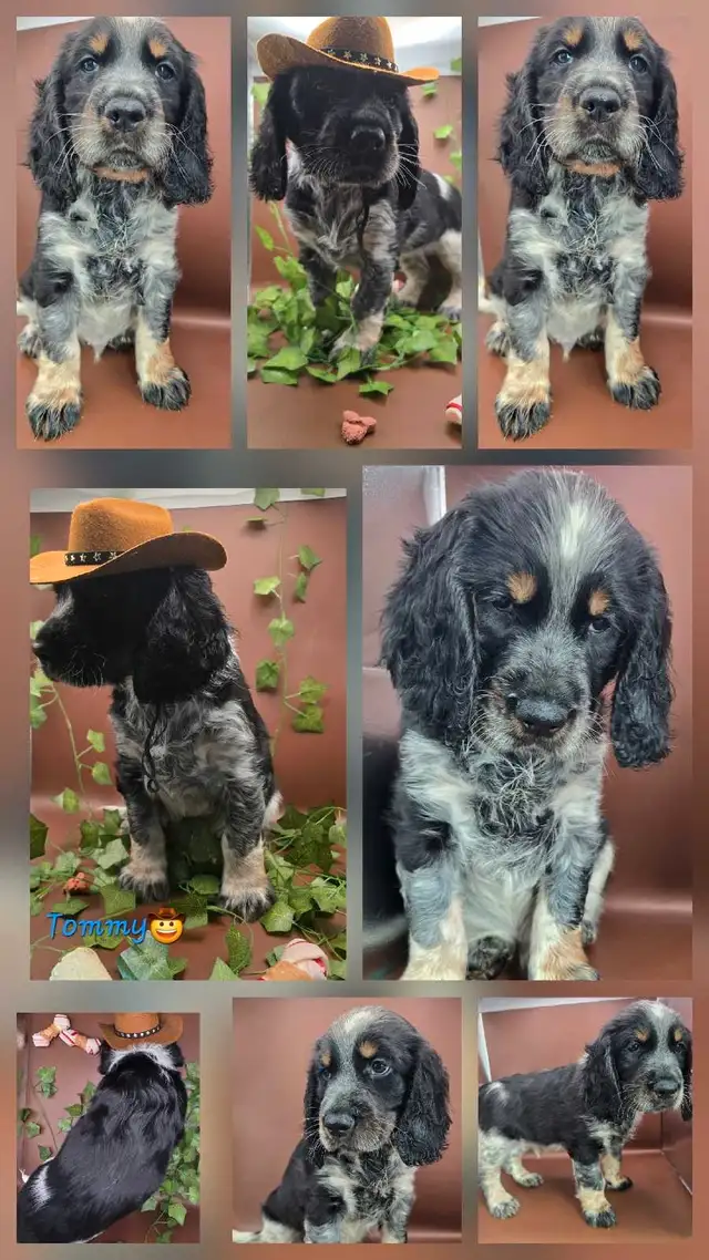 Springer spaniel puppies! The perfect family dogs❤️ in Dogs & Puppies for Rehoming in Hamilton - Image 8