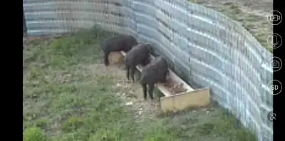 im looking for weanling pigs,  meishan or meishan kunekune cross, View more