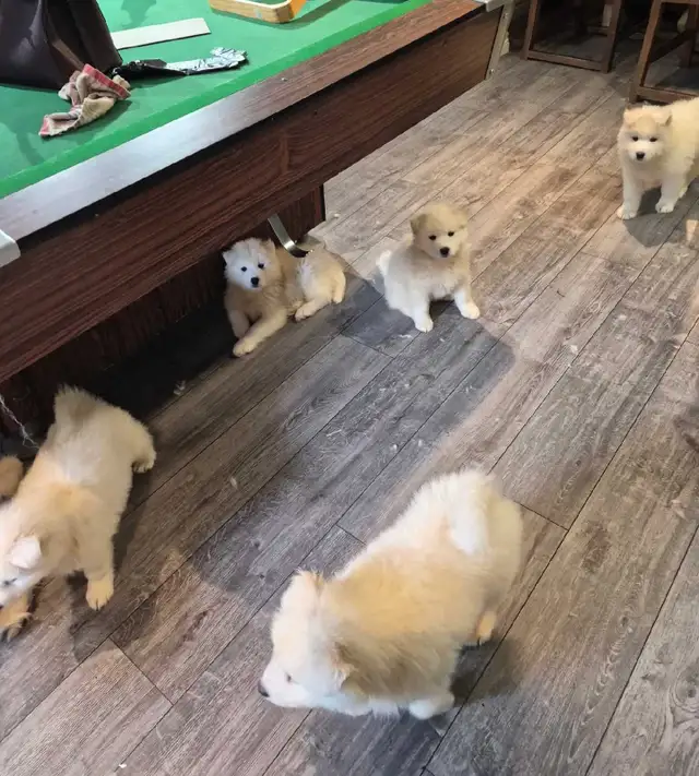 samoyed puppies in Dogs & Puppies for Rehoming in Sudbury - Image 8