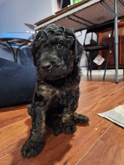 Beautiful Goldendoodle Puppies, View more