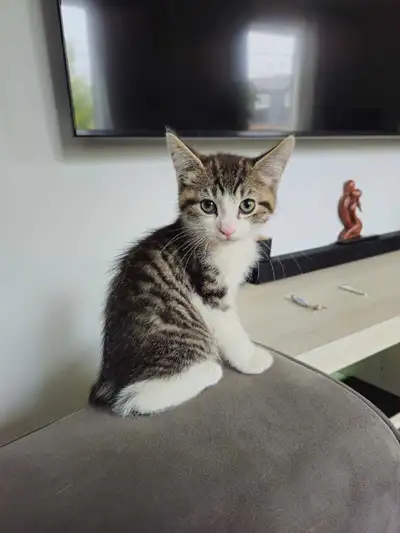 Kitten for sale , View more