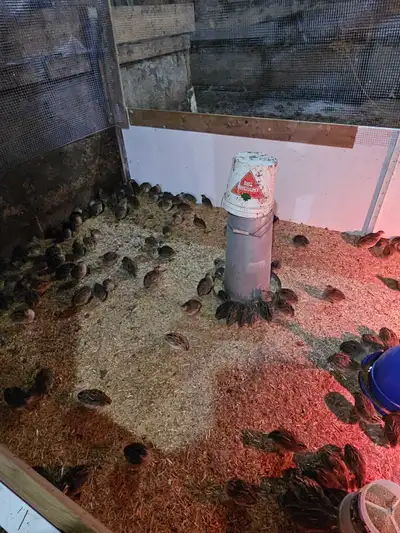 Quail Roosters , View more
