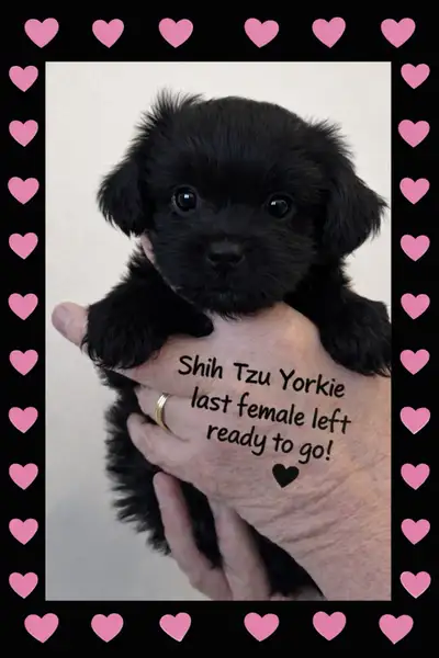 Shorkie Puppies for Sale – Yorkie × Shih Tzu, View more
