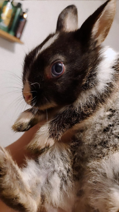 Baby bunnies for sale