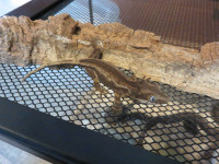 Gargoyle Geckos 