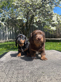 Mini Dachshund Puppies NEW LITTER 03/31..... 1 Available 4 W.O.