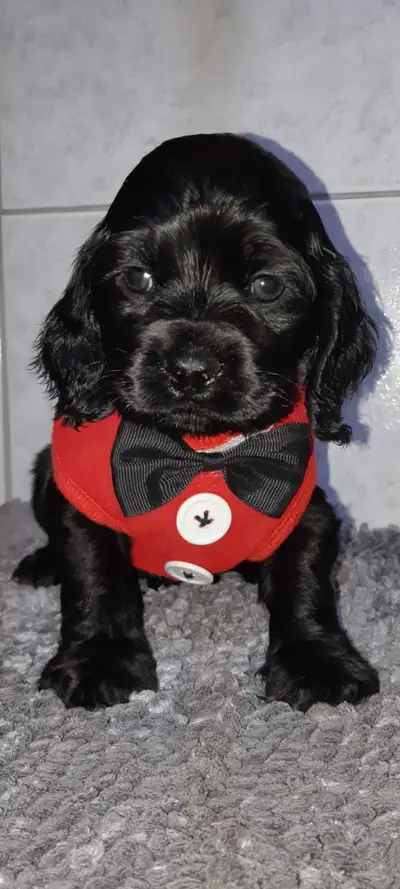 Cocker spaniel american for sale, View more