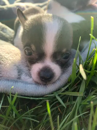 Purebred Chihuahua baby boy available, just at his 8 week mark, eating solids and paper training wel...
