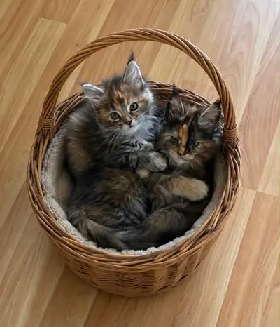 Purebred Maine Coon Kittens - Vet Checked and Vaccinated, View more