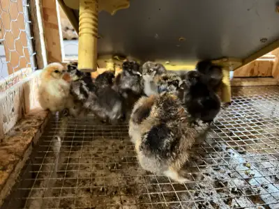 silkies galore, deal if you take all, View more