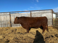 Purebred Red Angus 2yr old Bull for Sale