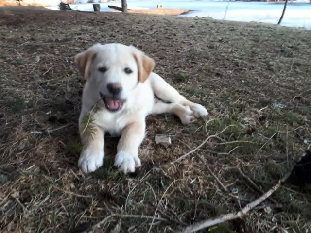 BORDER COLLIE/ LAB in Dogs & Puppies for Rehoming in Muskoka - Image 4