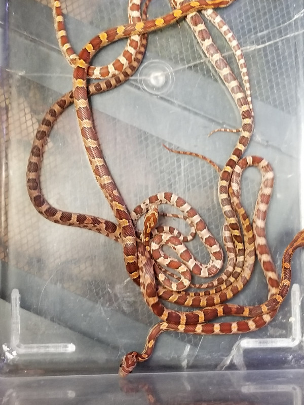 Baby Classic Corn Snakes in Reptiles & Amphibians for Rehoming in Oshawa / Durham Region - Image 3