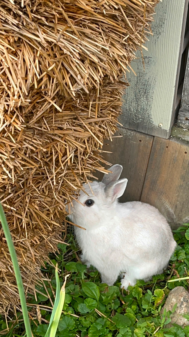 Bunny rehoming in Small Animals for Rehoming in Mississauga / Peel Region