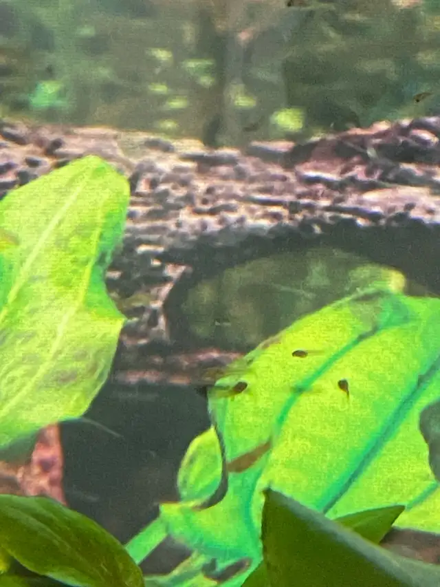Assorted baby guppies in Fish for Rehoming in Kingston - Image 4