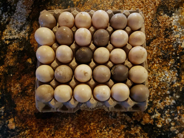 Duck Hatching Eggs in Livestock in Ottawa