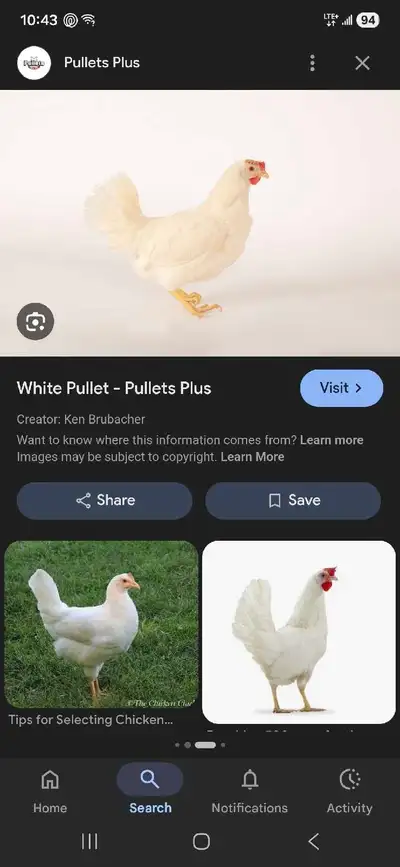 layer chickens , View more