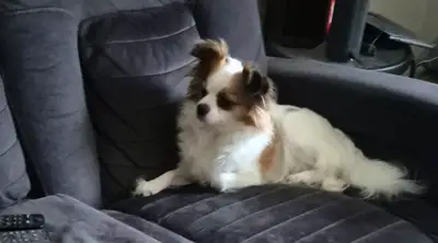 Femelle chihuahua x papillon  3 ans, View more