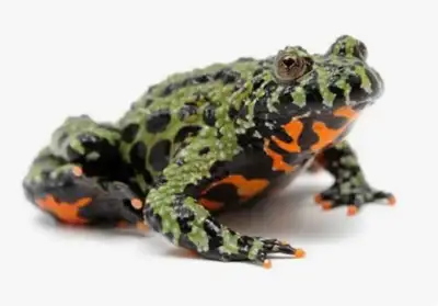Juvinile Fire Bellied Toads! Very active and social species!, View more