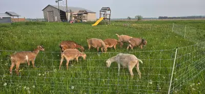 lamancha goats for sale, View more
