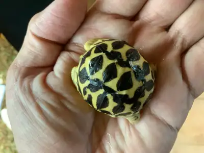 Baby Indian Star Tortoises , View more