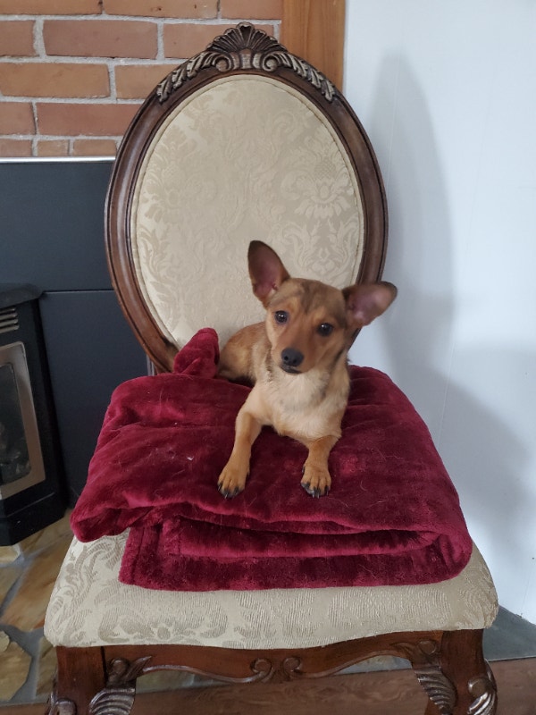 Miniature Pincher/ Pomeranian dog. Dogs & Puppies for Rehoming