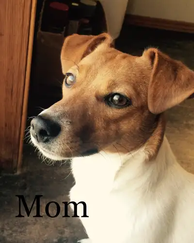 Jack Russel Puppies, View more
