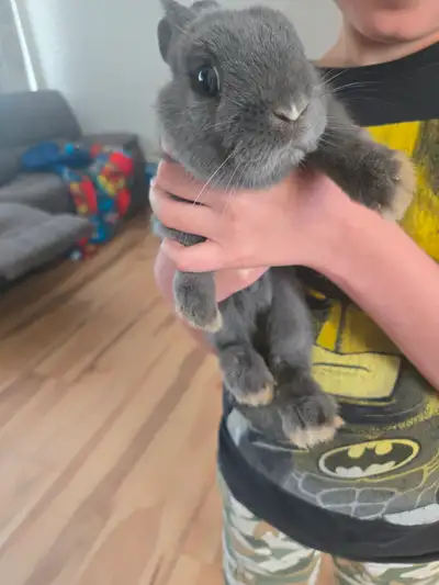 Rabbit for sale, View more