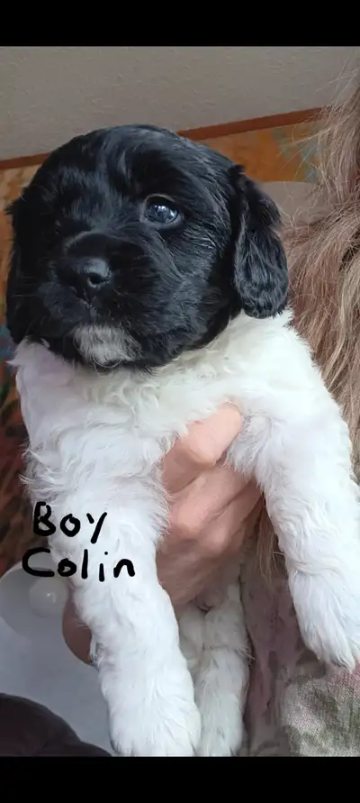 STABYHOUN PUPS (FRISIAN POINTER), View more