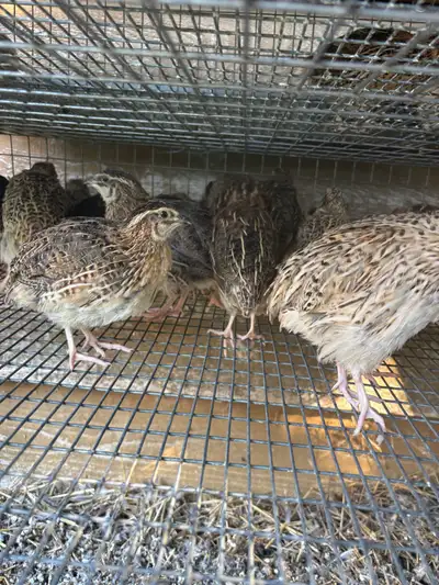 coturnix quail, View more