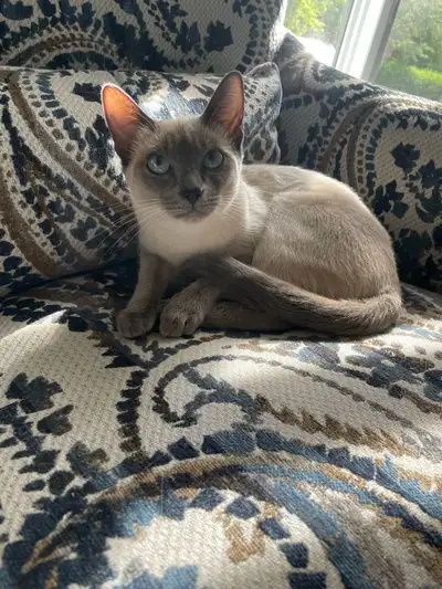 Pure Siamese Cat, View more