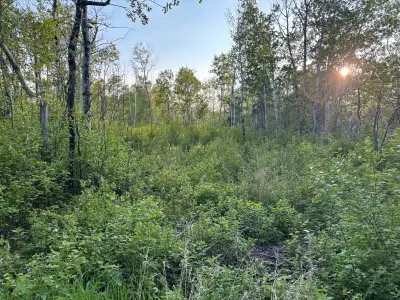 Beautiful partially cleared 85x140 ft lot in the non-restricted area of Victoria Beach. This propert...