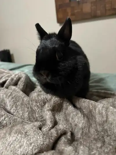 Hello, Looking to re-home my bunnies. I've had them for about 2 months now as, I myself, recently re...