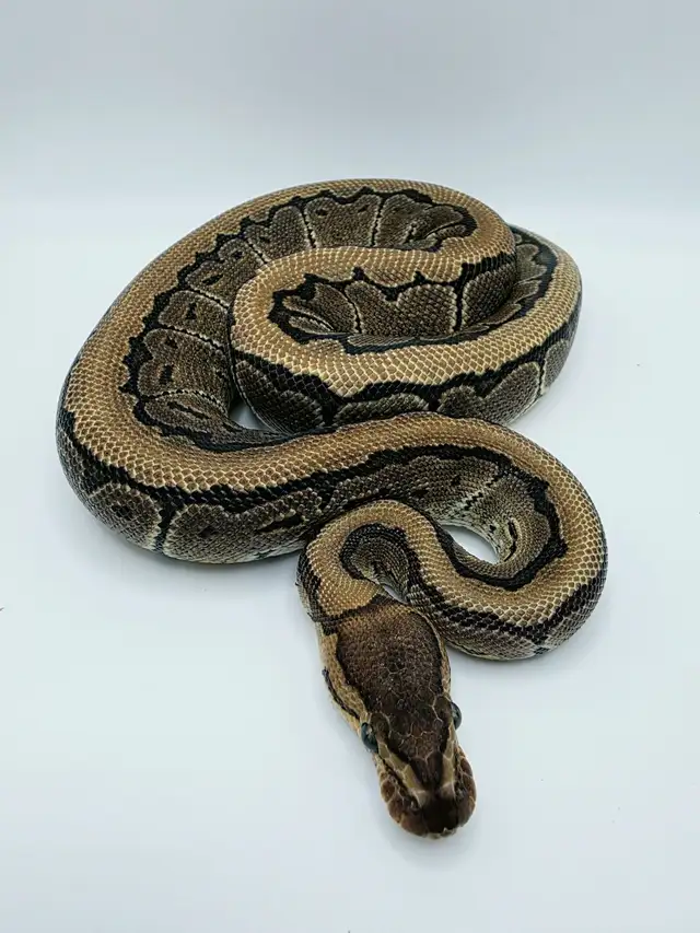 2025 Female Pinstripe het Hypo Ball Python