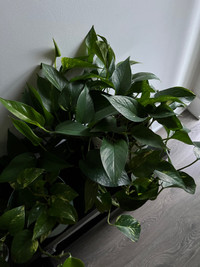 Pothos Cuttings