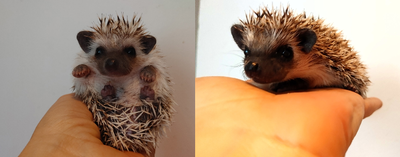♥Carly or Caspian Pinto hoglets with two-toned masks! Delivery h, View more