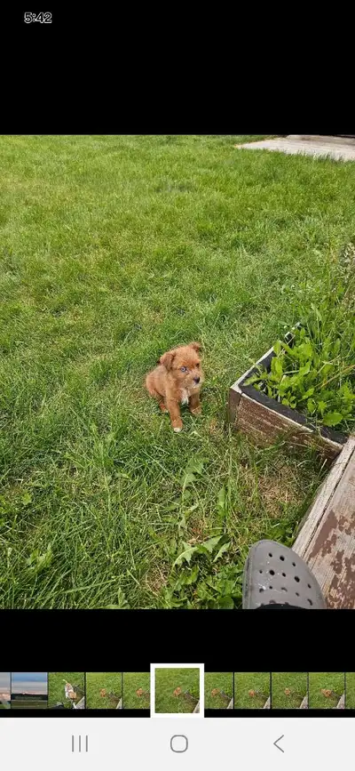 Chihuahua X Pug, View more