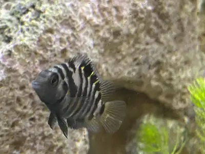 CONVICT CICHLIDS  “ FRY “  - Pickering, View more