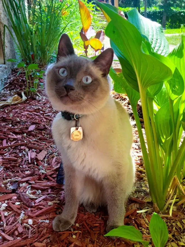 Rehoming 5.5 Year Old Male Siamese/Russian Blue in Cats & Kittens for Rehoming in Winnipeg - Image 2