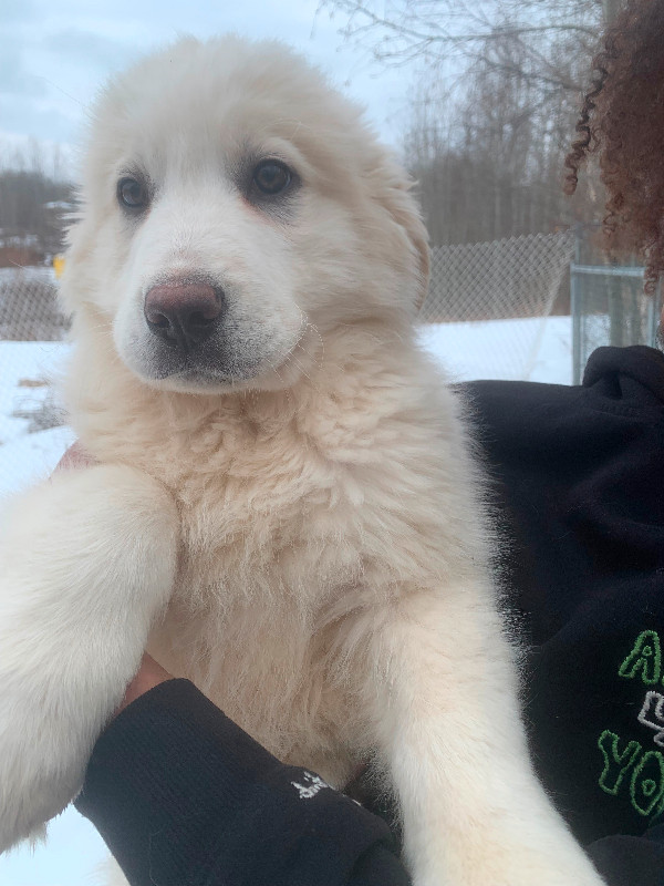 Pyrenees Mix Puppies in Dogs & Puppies for Rehoming in St. Albert - Image 2