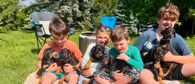 Purebred European Bloodline Doberman Puppies, View more