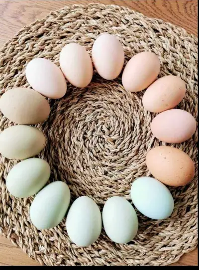 Oeufs fécondés de poules. Races mixtes. Coq : ✨soyeux blanc Poules : Easter Egger Olive Egger Soyeus...