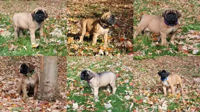 2 Female CKC Registered Mastiffs Available, View more