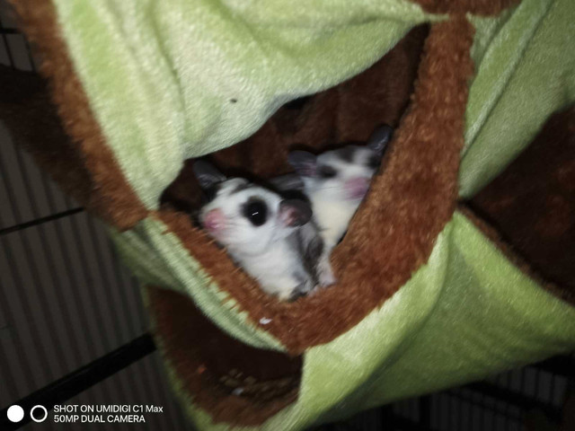 Sugergliders and large cage in Dogs & Puppies for Rehoming in Leamington