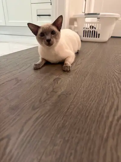 Beautiful Siamese Blue Point Cat – Friendly & Healthy, View more