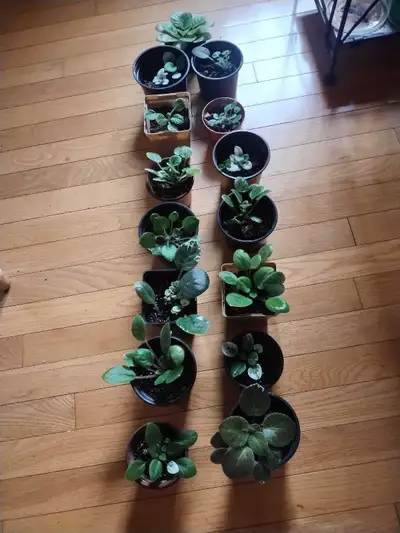 All Variegated African violets 3 for 10.00, View more