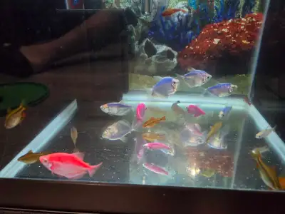Aquarium fish for sale, View more