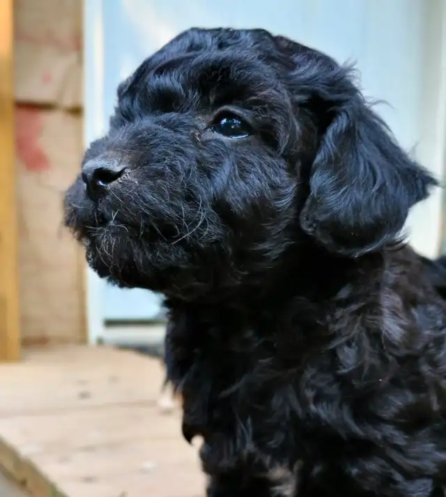 Mini Poodles- Red & Black in Dogs & Puppies for Rehoming in Owen Sound - Image 5