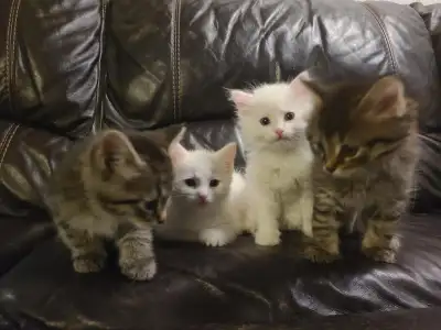 Kittens Available (2 males left), View more