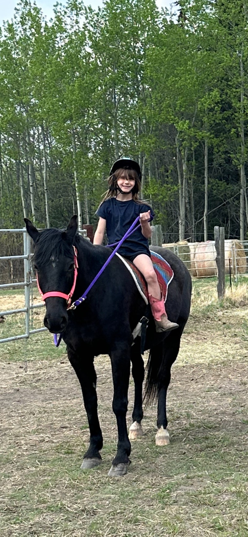 Beautiful Mare Horses & Ponies for Rehoming Fort St. John Kijiji